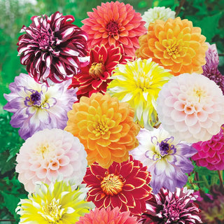 Canada Deluxe Dahlia Mixture - 2027