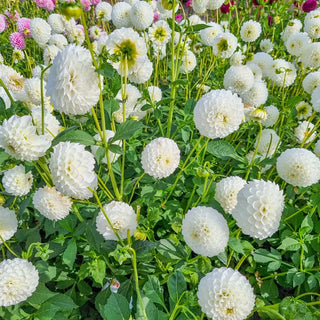 Boom Boom White Dahlia