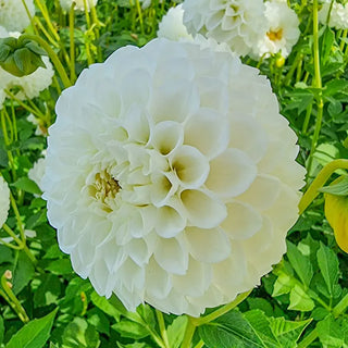 Boom Boom White Dahlia