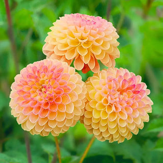 Jowey Nicky Giant Ball Dahlia