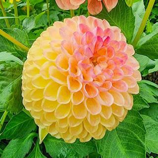 Jowey Nicky Giant Ball Dahlia