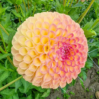 Jowey Nicky Giant Ball Dahlia