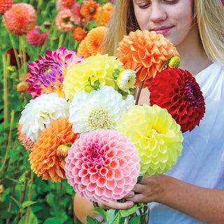Giant Ball Dahlia Mixture
