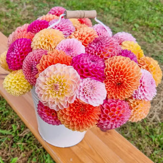 Giant Ball Dahlia Mixture