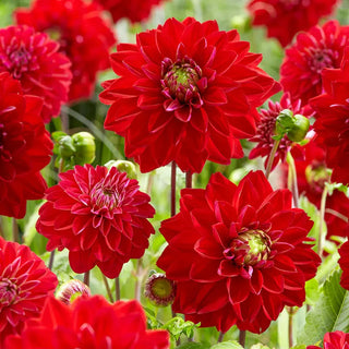 All Directions Dahlia
