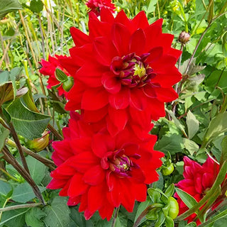 All Directions Dahlia