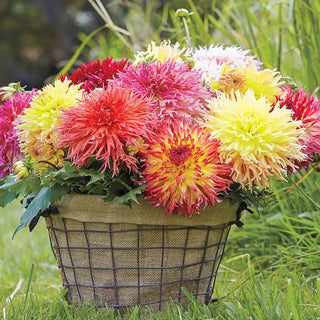Fimbriata Dahlia Mixture