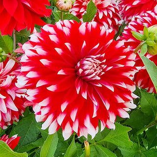 Davos Dinnerplate Dahlia