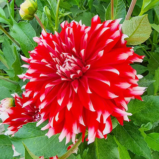 Davos Dinnerplate Dahlia