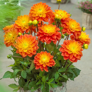 Sunset Tropicana Dahlia