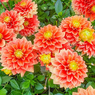 Sunset Tropicana Dahlia