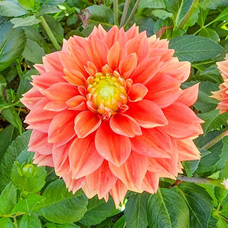 Sunset Tropicana Dahlia