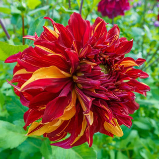 Bohemian Spartacus Dahlia