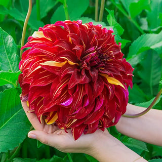 Bohemian Spartacus Dahlia