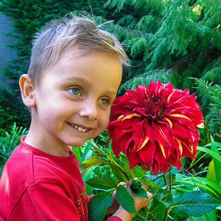 Bohemian Spartacus Dahlia