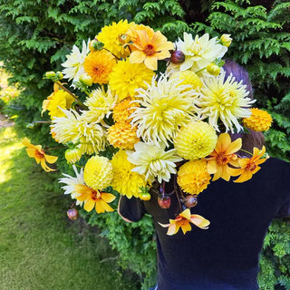 Seriously Citrus Dahlia Mixture