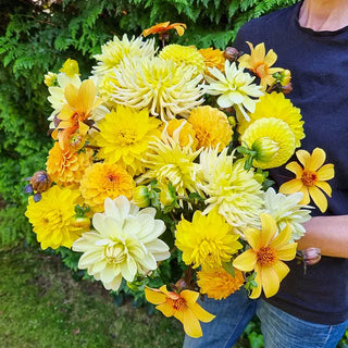 Seriously Citrus Dahlia Mixture