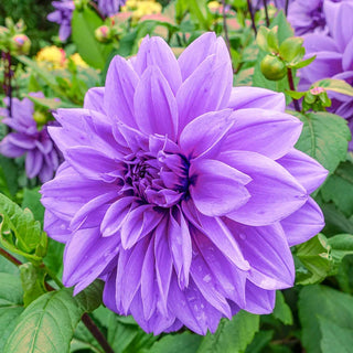 Emperor Dahlia