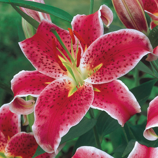 Oriental Lily Stargazer Perfume Stargazer Lily Online Shop Online
