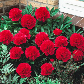 Karl Rosenfield Peony