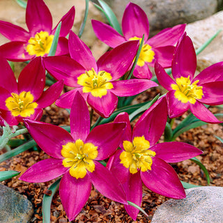 Odalisque Tulip