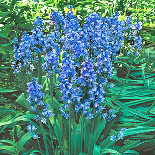 Spanish Bluebells