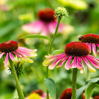 Green Twister Coneflower
