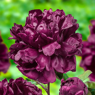 Francoise Ortegat Peony