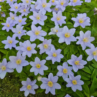 Robinsoniana Wood Anemone