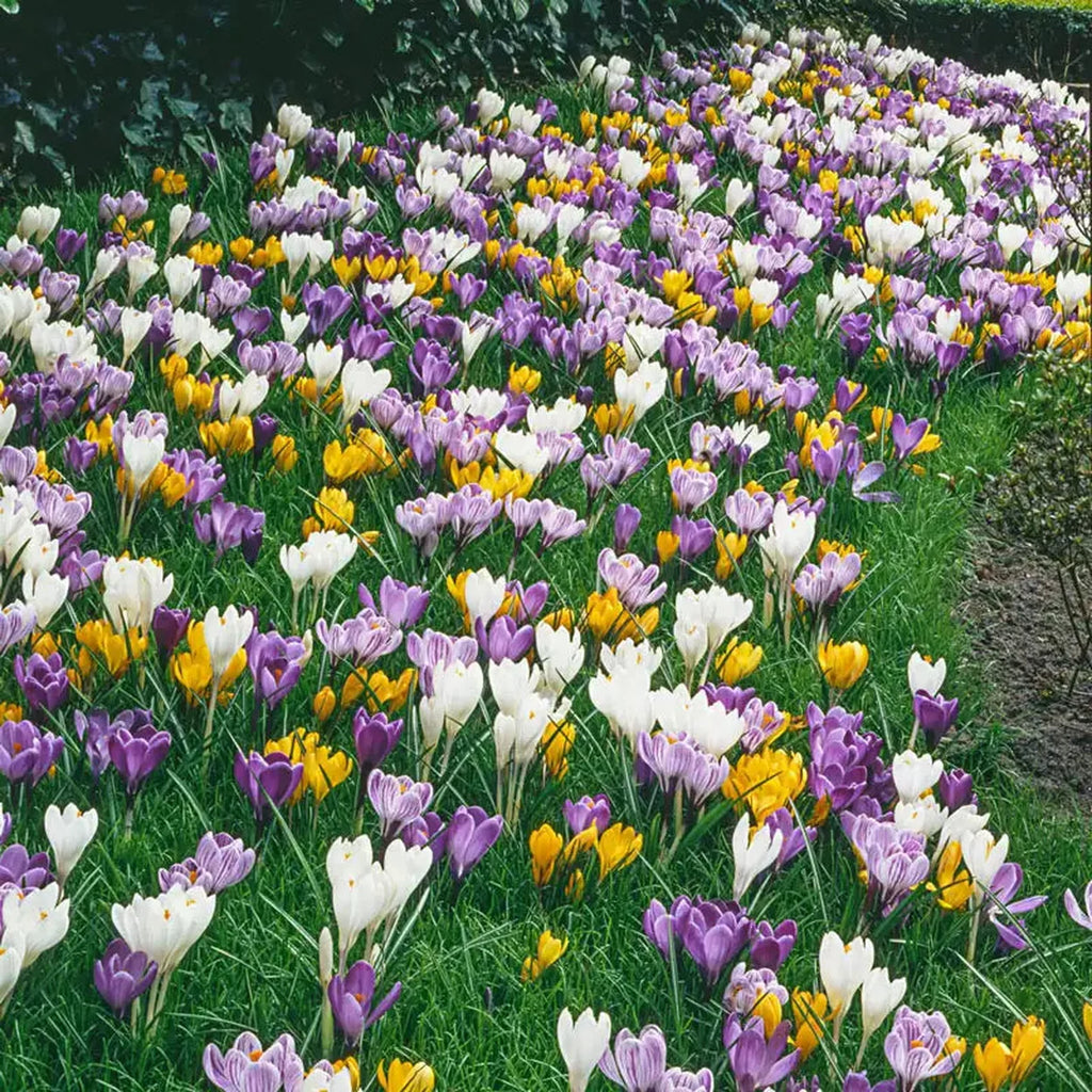 Giant Crocus for Naturalizing – Breck's