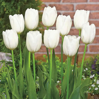 Hakuun Tulip