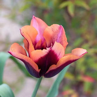 Slawa Tulip