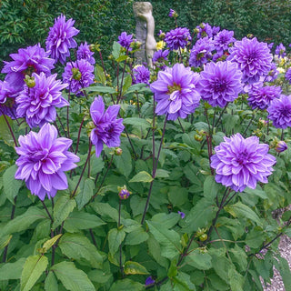 Lilac Time Dahlia