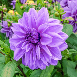 Lilac Time Dahlia