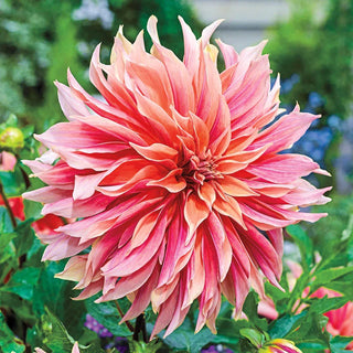 Labyrinth Dahlia