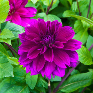 Thomas Edison Dahlia