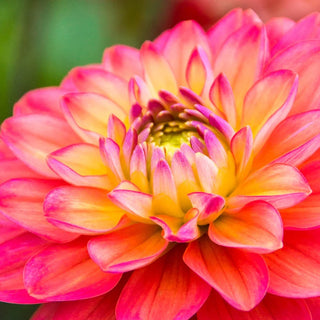 Melody Allegro Dahlia