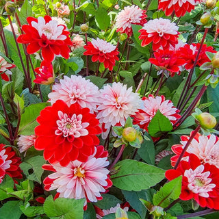 Pacific Time Dahlia