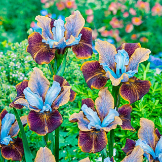 Black Joker Siberian Iris