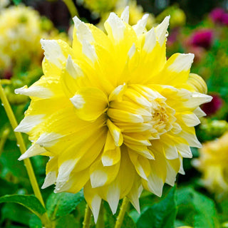 Grand Prix Dahlia