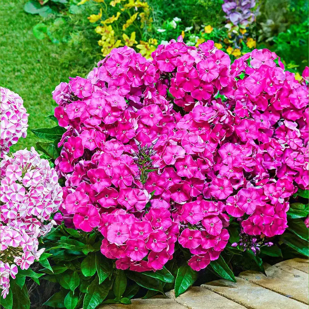 Buy Primadonna Bambini Reblooming Dwarf Phlox – Breck's
