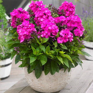 Primadonna Bambini® Reblooming Dwarf Phlox