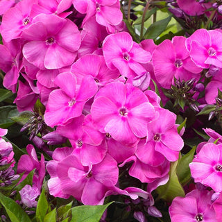 Primadonna Bambini® Reblooming Dwarf Phlox