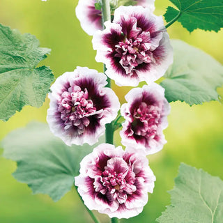 Crème De Cassis Hollyhock