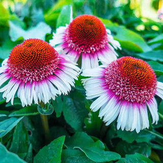 Strawberry & Cream Coneflower