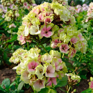 Crème de la Crème Phlox