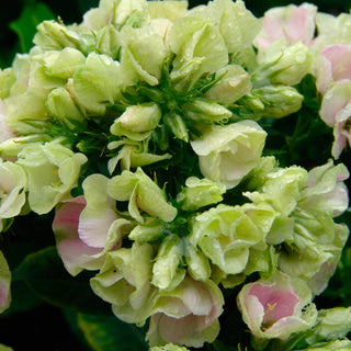 Crème de la Crème Phlox