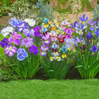 Peacock Butterfly Siberian Iris Mixture