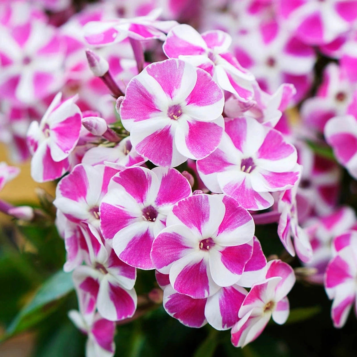 Phlox, Summer - Bambini Candy Crush