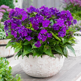 Desire Bambini® Reblooming Dwarf Phlox